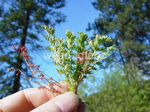 burnet, annual